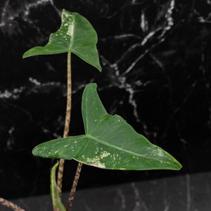 Alocasia Zebrina 'Siberian Tiger' Albo Variegated (wk43-U56)