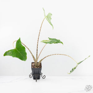 Alocasia Zebrina 'Siberian Tiger' Albo Variegated (wk20-UK) *Corming Size*