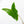 Alocasia Zebrina 'Siberian Tiger' Albo Variegated (wk20-UK) *Corming Size*