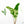 Alocasia Zebrina 'Siberian Tiger' Albo Variegated (wk20-UK) *Corming Size*