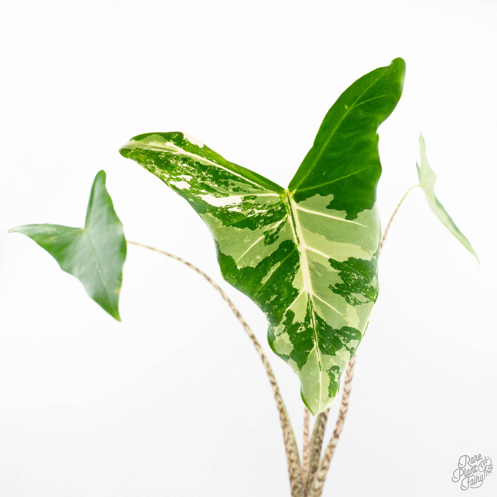 zebrina variegata Alocasia Zebrina 'Siberian Tiger' Albo Variegated (wk20-UK) *Corming Size*