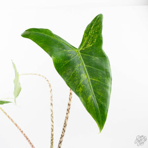 Alocasia Zebrina 'Siberian Tiger' Albo Variegated (wk20-UK) *Corming Size*