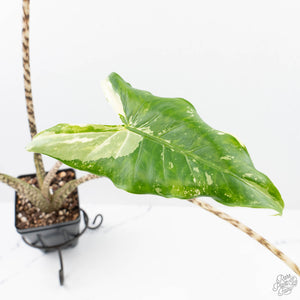 Alocasia Zebrina 'Siberian Tiger' Albo Variegated (wk20-UK) *Corming Size*