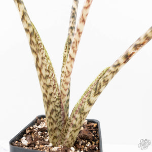 Alocasia Zebrina 'Siberian Tiger' Albo Variegated (wk20-UK) *Corming Size*