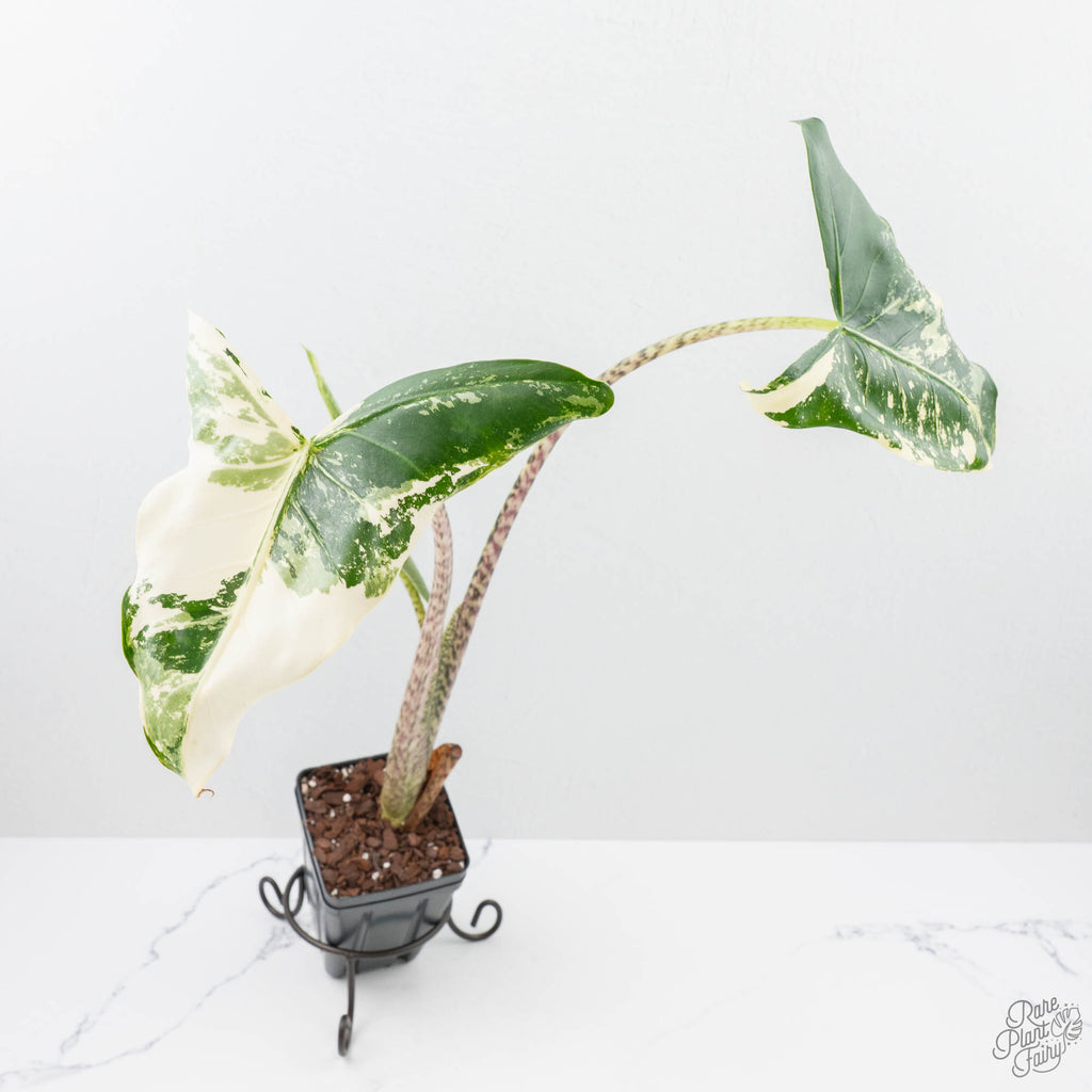 Alocasia Zebrina 'Siberian Tiger' Albo Variegated (wk21-UO) *Corming Size*