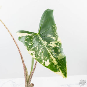 Alocasia Zebrina 'Siberian Tiger' Albo Variegated (wk21-UO) *Corming Size*