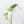 Alocasia Zebrina 'Siberian Tiger' Albo Variegated (wk21-UO) *Corming Size*