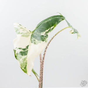 Alocasia Zebrina 'Siberian Tiger' Albo Variegated (wk21-UO) *Corming Size*