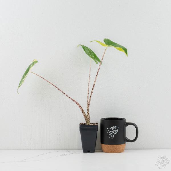 Alocasia Zebrina Variegated (wk9-B)