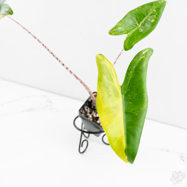 Alocasia Zebrina Variegated (wk9-B)