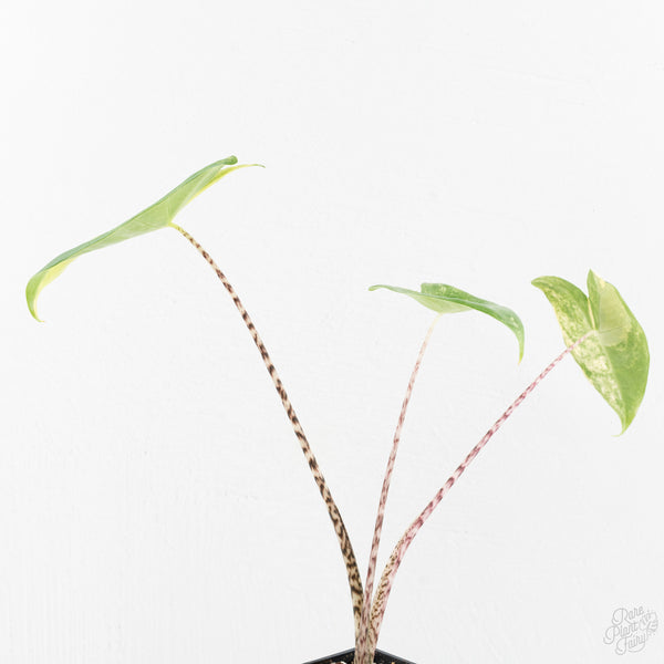 Alocasia Zebrina Variegated (wk9-B)