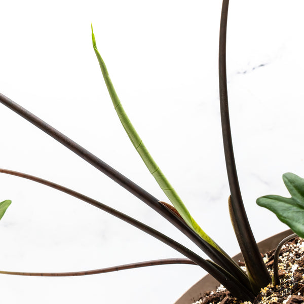 Alocasia 'Zebrina' Black Stem Variegated (wk51-UL) *Corming Size*