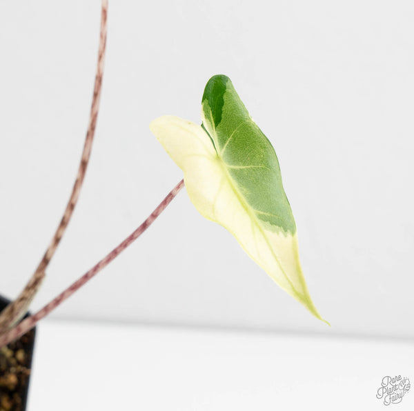 Alocasia Zebrina 'Siberian Tiger' Aurea Variegated (wk11-UD)