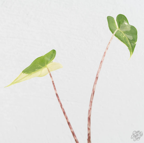 Alocasia Zebrina 'Siberian Tiger' Aurea Variegated (wk11-UD)