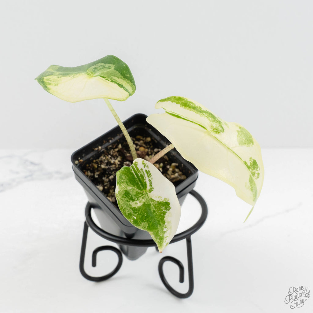 Alocasia 'Zebrina' Albo/Mint Variegated (wk17-D)