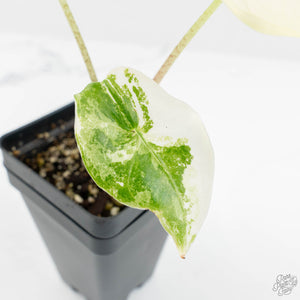 Alocasia 'Zebrina' Albo/Mint Variegated (wk17-D)