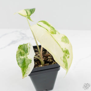 Alocasia 'Zebrina' Albo/Mint Variegated (wk17-D)