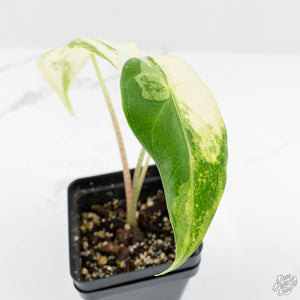 Alocasia 'Zebrina' Albo/Mint Variegated (wk17-D)