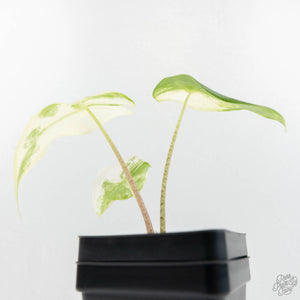 Alocasia 'Zebrina' Albo/Mint Variegated (wk17-D)