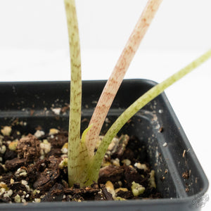 Alocasia 'Zebrina' Albo/Mint Variegated (wk17-D)
