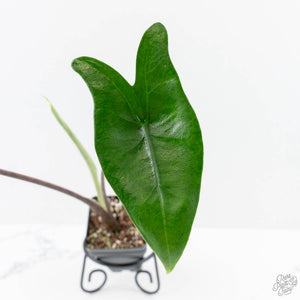 Alocasia 'Zebrina' Black Stem Variegated (wk24-UO)