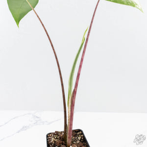 Alocasia 'Zebrina' Black Stem Variegated (wk24-UO)