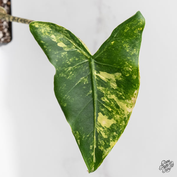 Alocasia Zebrina 'Siberian Tiger' Aurea Variegated (wk3-UL)