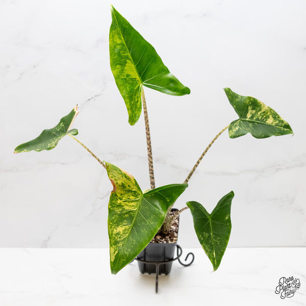 Alocasia Zebrina 'Siberian Tiger' Aurea Variegated (wk3-UL)