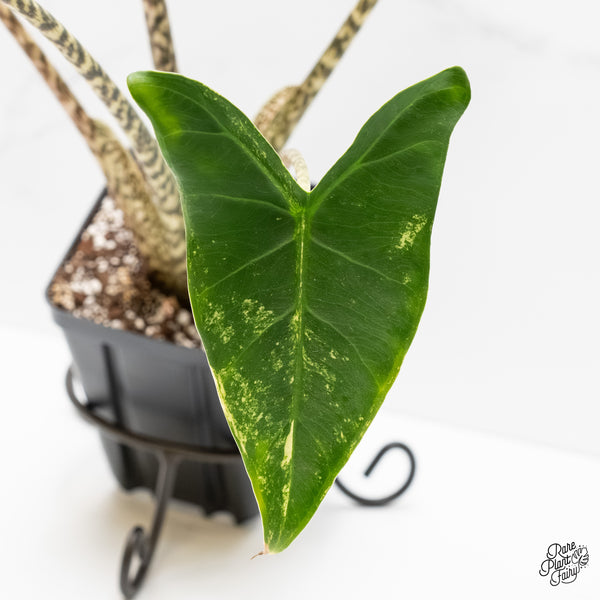 Alocasia Zebrina 'Siberian Tiger' Aurea Variegated (wk3-UL)