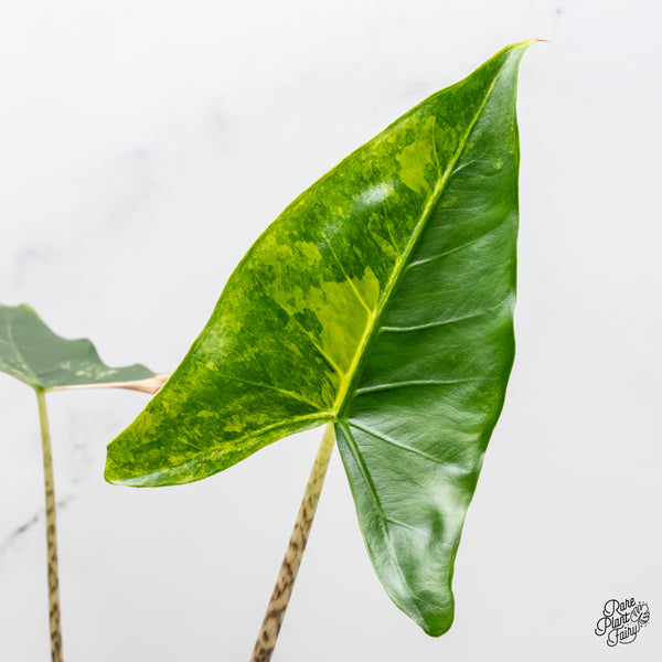 Alocasia Zebrina 'Siberian Tiger' Aurea Variegated (wk3-UL)