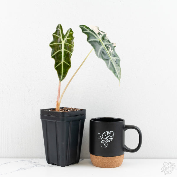 Alocasia 'Amazonica' Pink Variegated US Clone (wk9-UK)