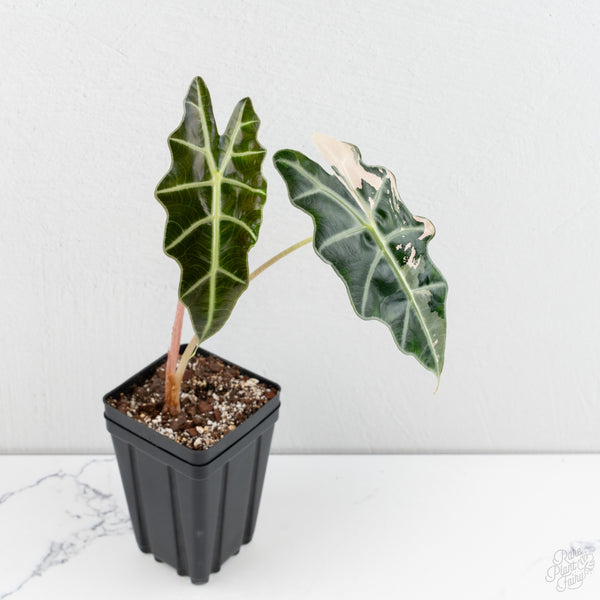 Alocasia 'Amazonica' Pink Variegated US Clone (wk9-UK)