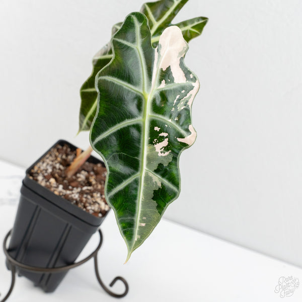 Alocasia 'Amazonica' Pink Variegated US Clone (wk9-UK)