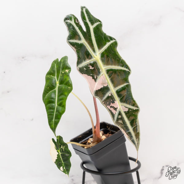 Alocasia 'Amazonica' Pink Variegated - US Clone (wk44-N) – Rare