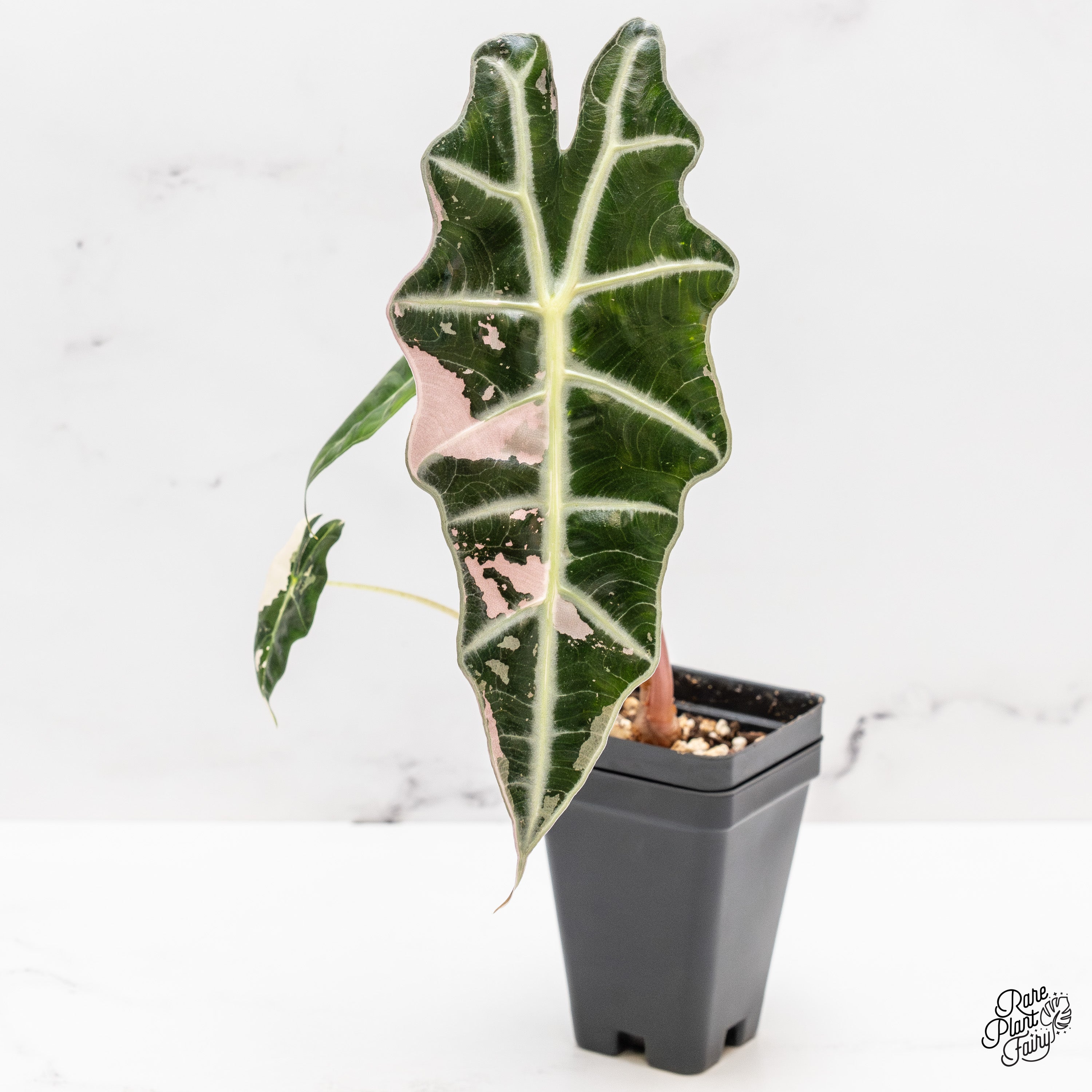 Alocasia 'Amazonica' Pink Variegated - US Clone (wk44-N) – Rare