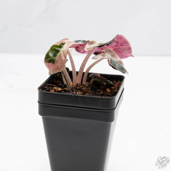 Alocasia 'Balloon Heart' Pink Variegated (wk10-D)