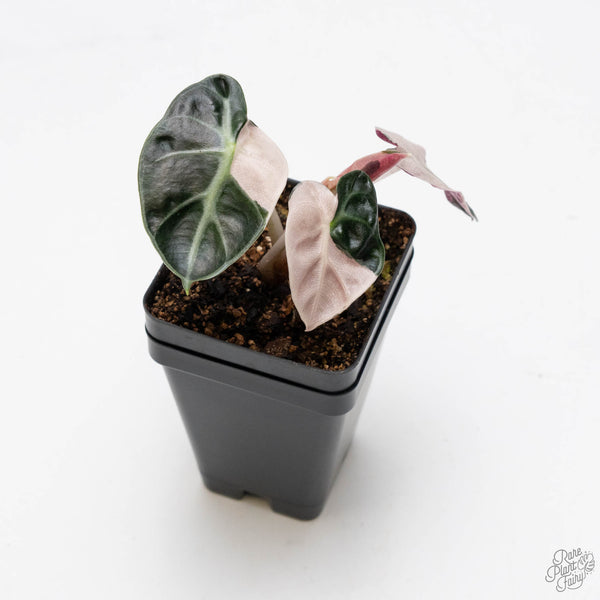 Alocasia 'Balloon Heart' Pink Variegated (wk10-V)