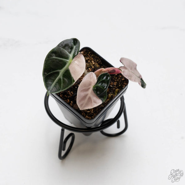 Alocasia 'Balloon Heart' Pink Variegated (wk10-V)