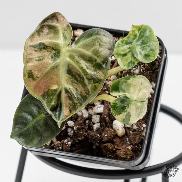 Alocasia 'Balloon Heart' Pink Variegated (wk5-L)