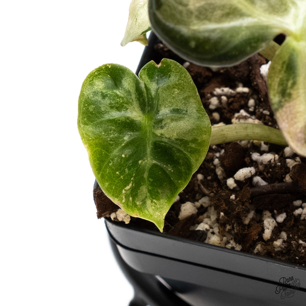 Alocasia 'Balloon Heart' Pink Variegated (wk5-L)