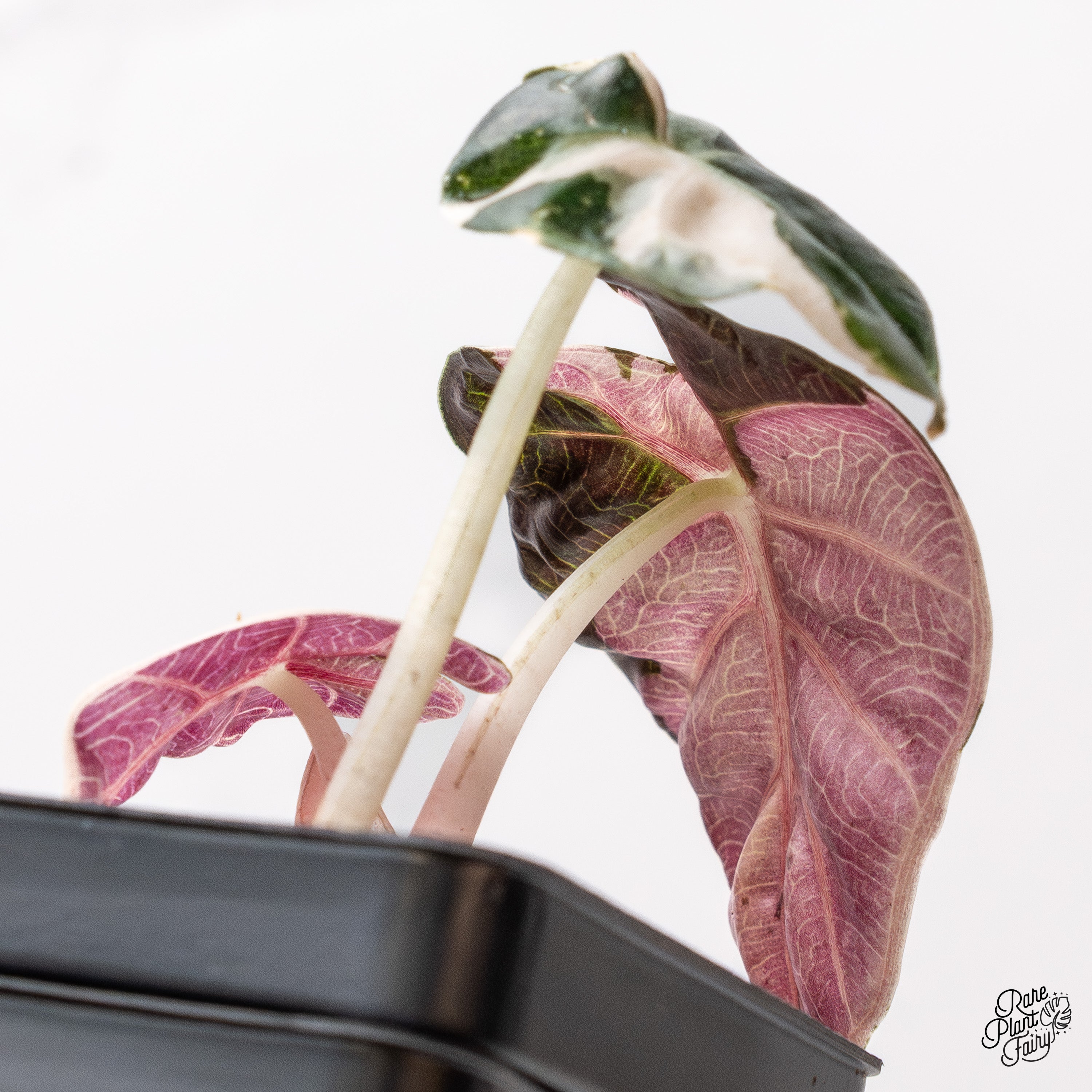 その他観葉植物 ALOCASIA HEART BALLON PINK VARIGATED Buy Alocasia heart balloon pink variegated 4