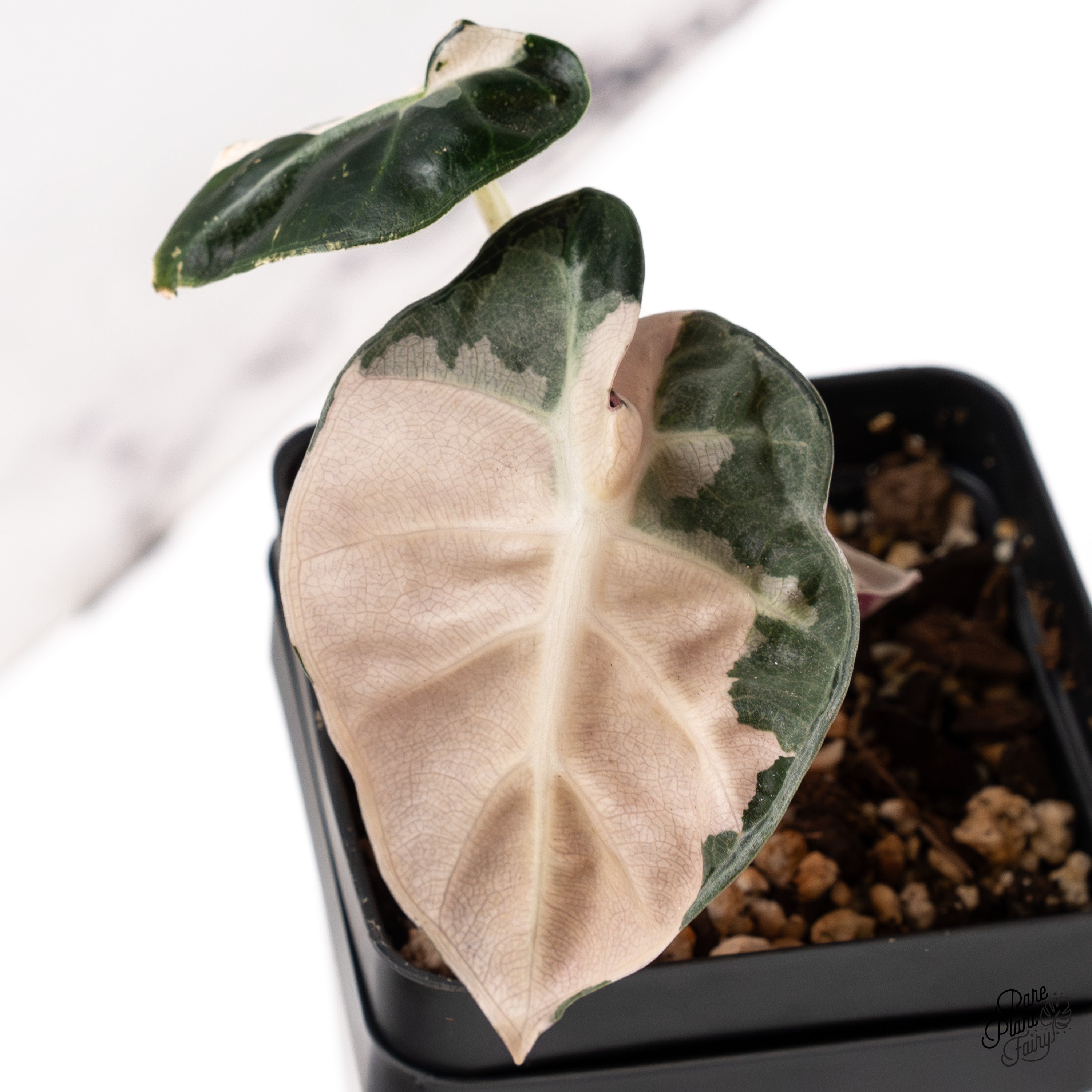 Alocasia 'Balloon Heart' Pink Variegated (wk40-U) – Rare