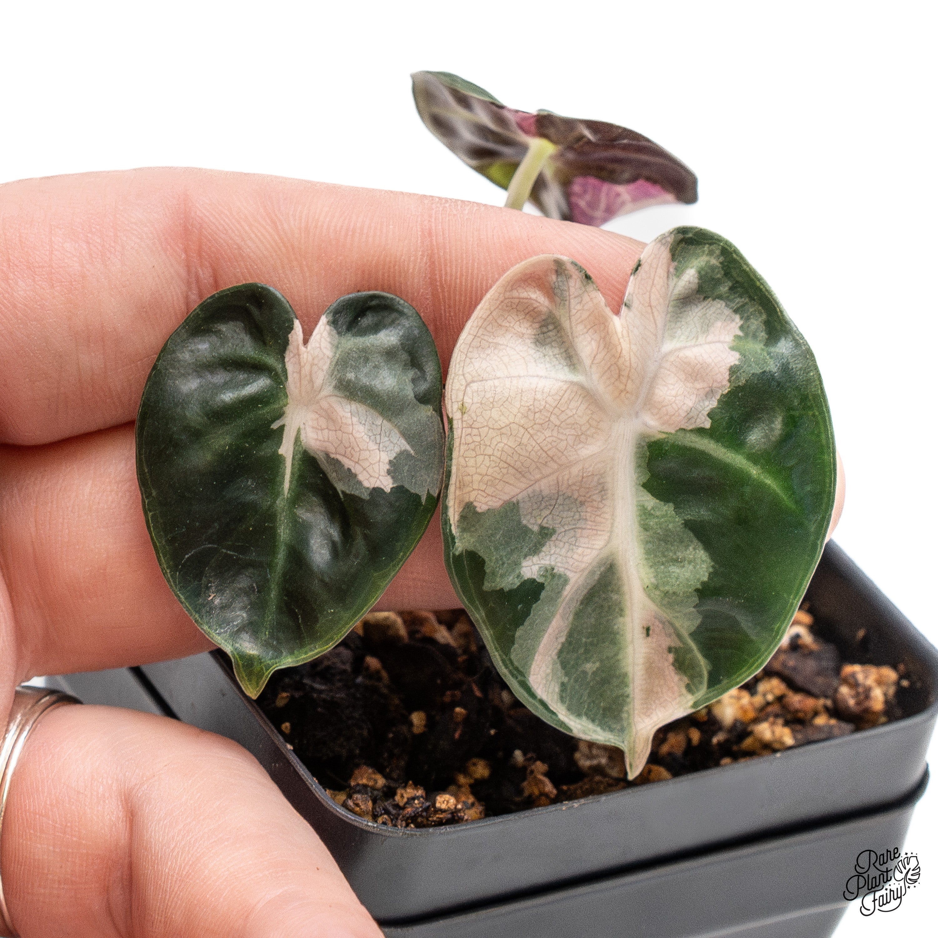Alocasia 'Balloon Heart' Pink Variegated (wk41-K) – Rare Plant Fairy