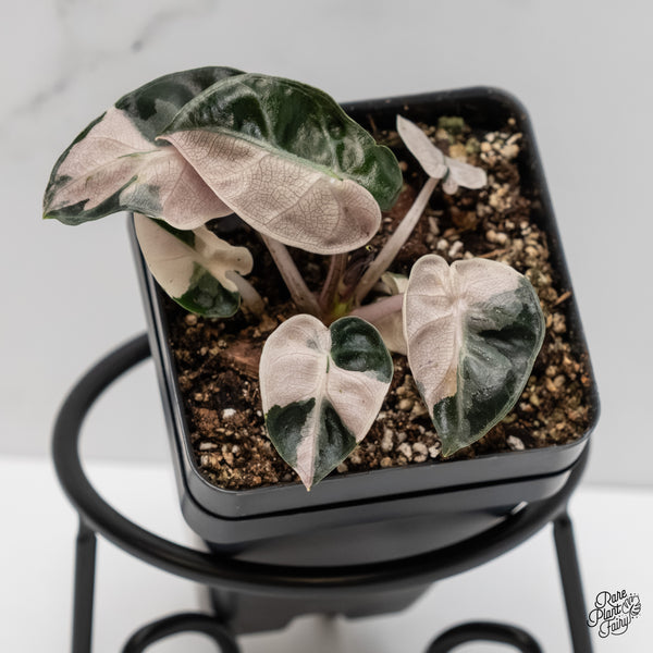 Alocasia 'Balloon Heart' Pink Variegated (wk6-L)