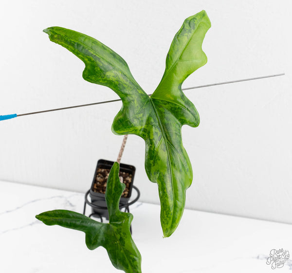 Alocasia ‘Bat Wing’ Variegated (wk11-UR) *Corming Size*