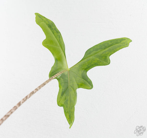 Alocasia ‘Bat Wing’ Variegated (wk11-UR) *Corming Size*