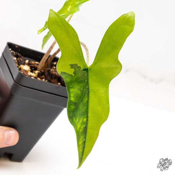 Alocasia 'Bat Wing' Variegated (wk46-X)