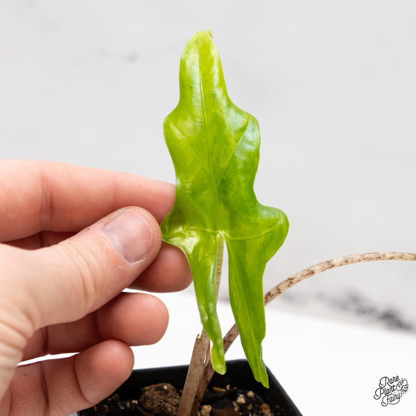 Alocasia 'Bat Wing' Variegated (wk46-X)