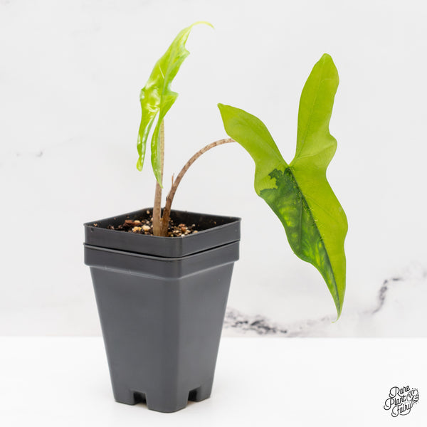 Alocasia 'Bat Wing' Variegated (wk46-X)
