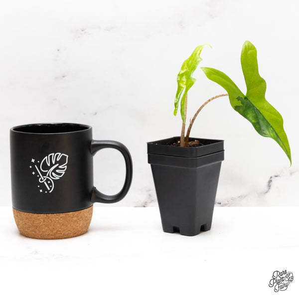 Alocasia 'Bat Wing' Variegated (wk46-X)